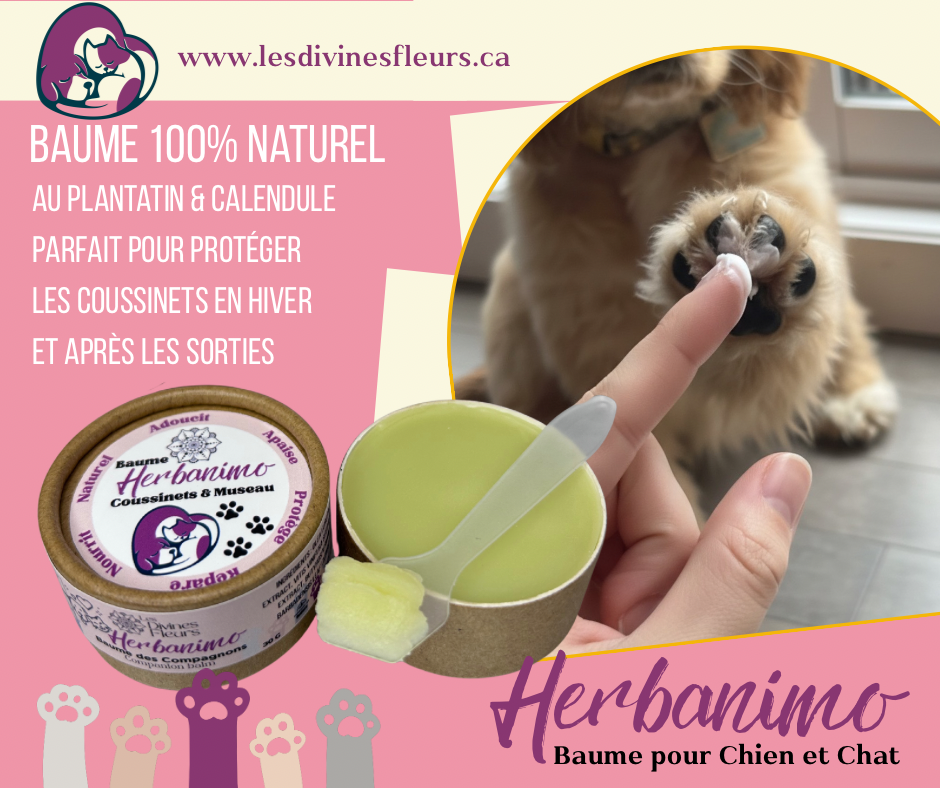 Baume pour coussinets et museau chien & chat
